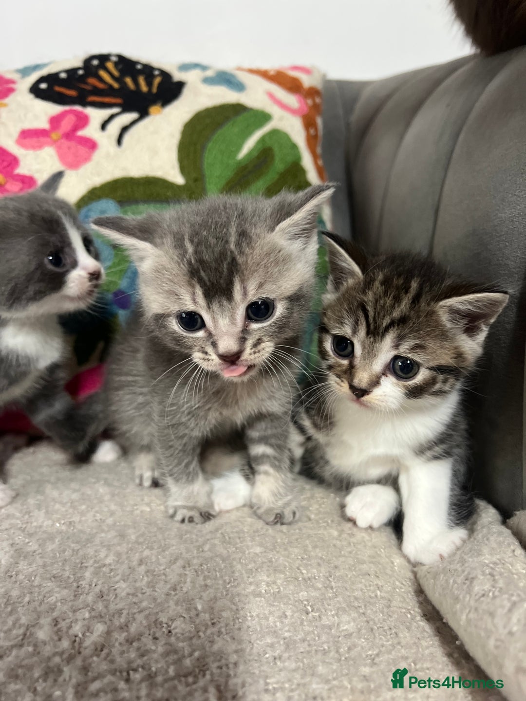 British Shorthair cats for sale: British shorthair mix kittens open to offers - Image 7