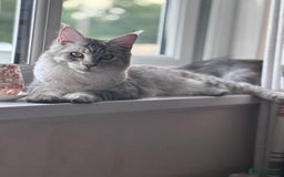 Maine Coon cats for sale: Our little Bertie is available  - Image 9