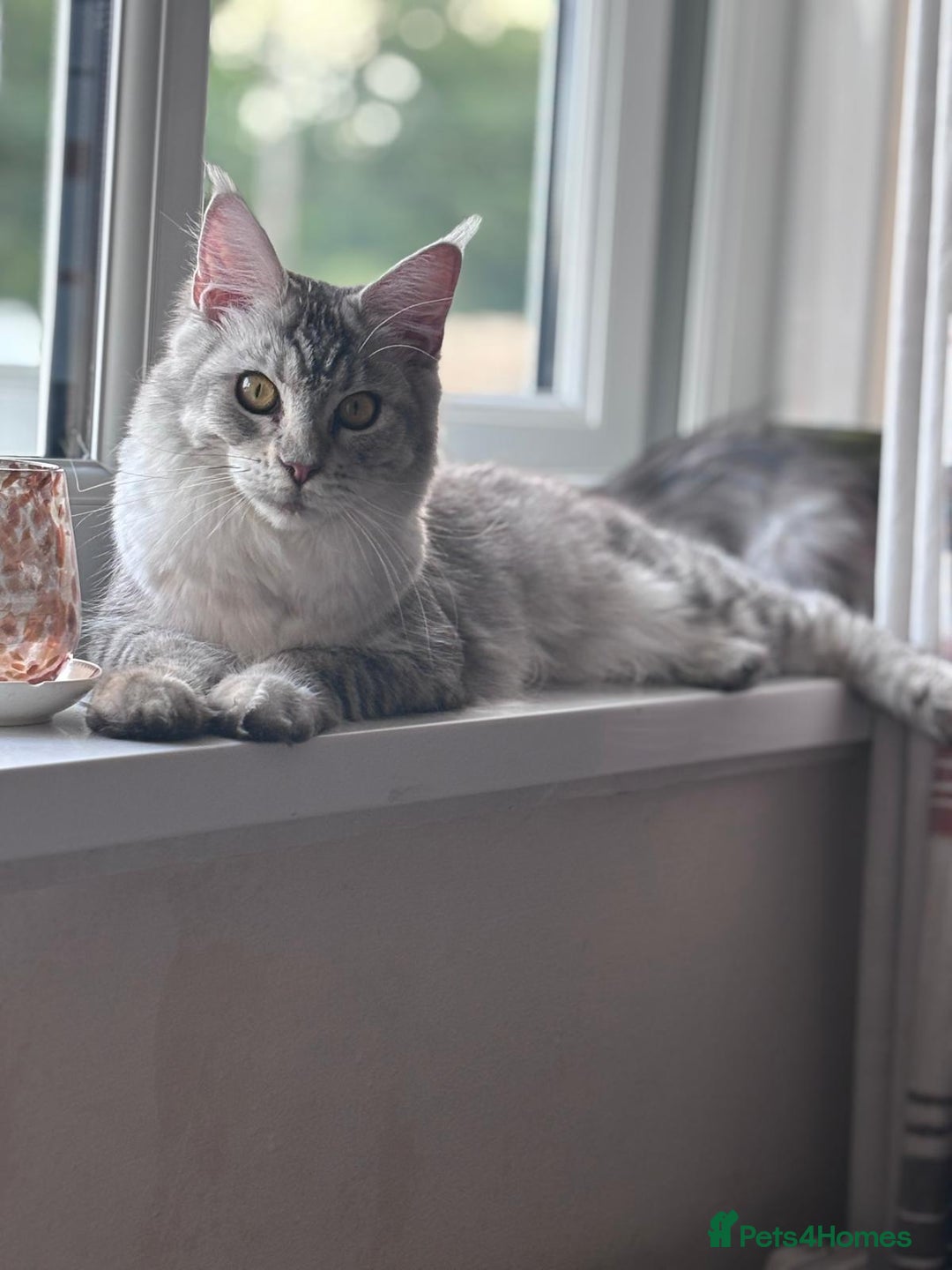 Maine Coon cats for sale: Our little Bertie is available  - Image 9