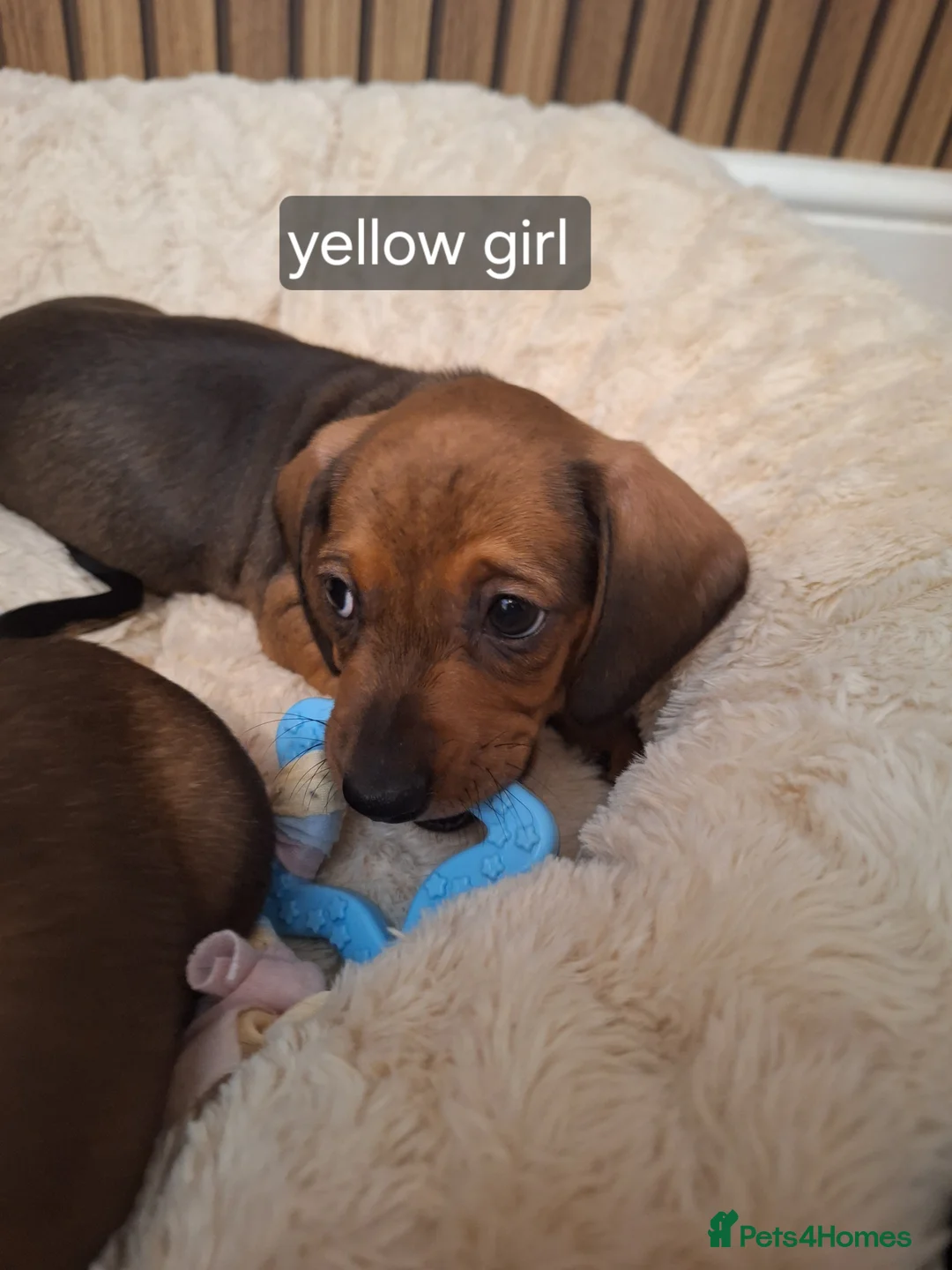Miniature Dachshund dogs for sale:  miniature smooth coated dachshunds  in Fakenham - Advert 3