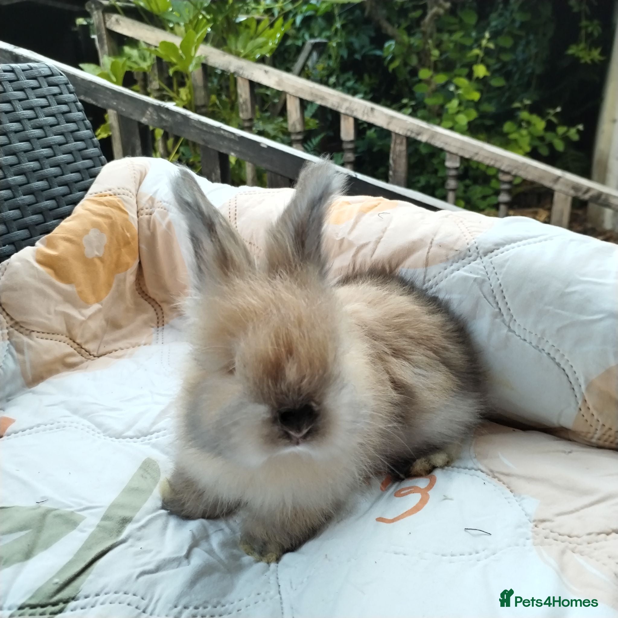 Angora rabbits English Angora Full Faced - Advert 5