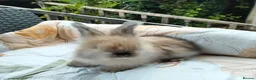 Angora rabbits for sale: English Angora Full Faced - Advert 1