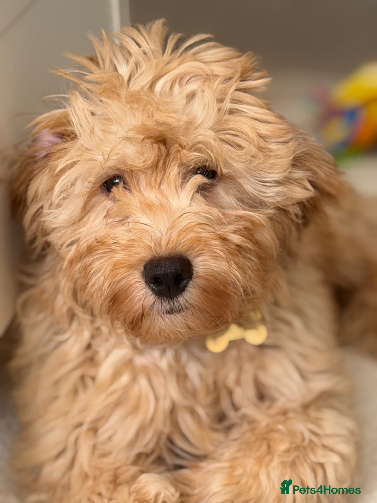 Cockapoo dogs for sale: 7 month old cockapoo boy - please read  - Advert 3