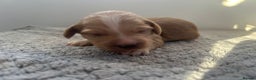 Mixed Breed dogs for sale: Apricot Cockapoo puppies ready to leave 6th march  - Advert 12