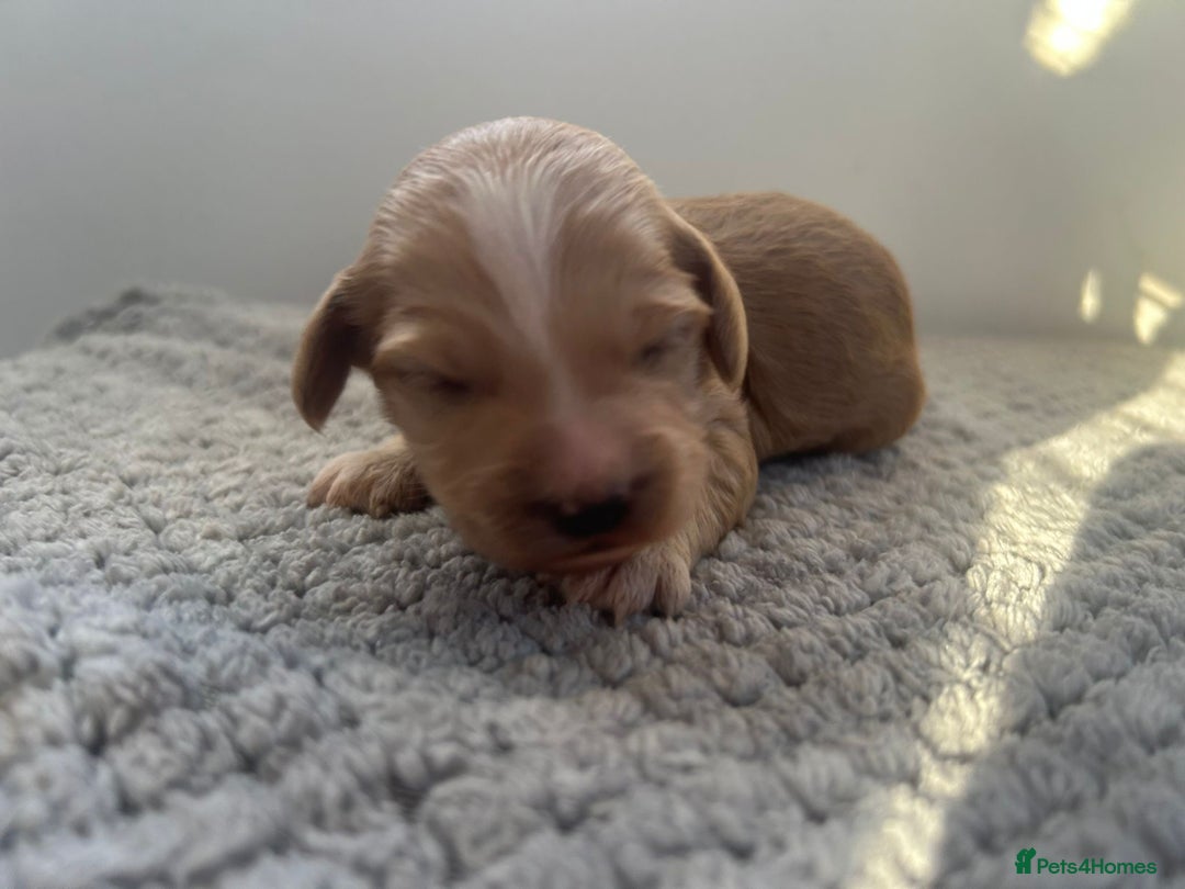 Mixed Breed dogs for sale: Apricot Cockapoo puppies ready to leave 6th march  - Advert 12