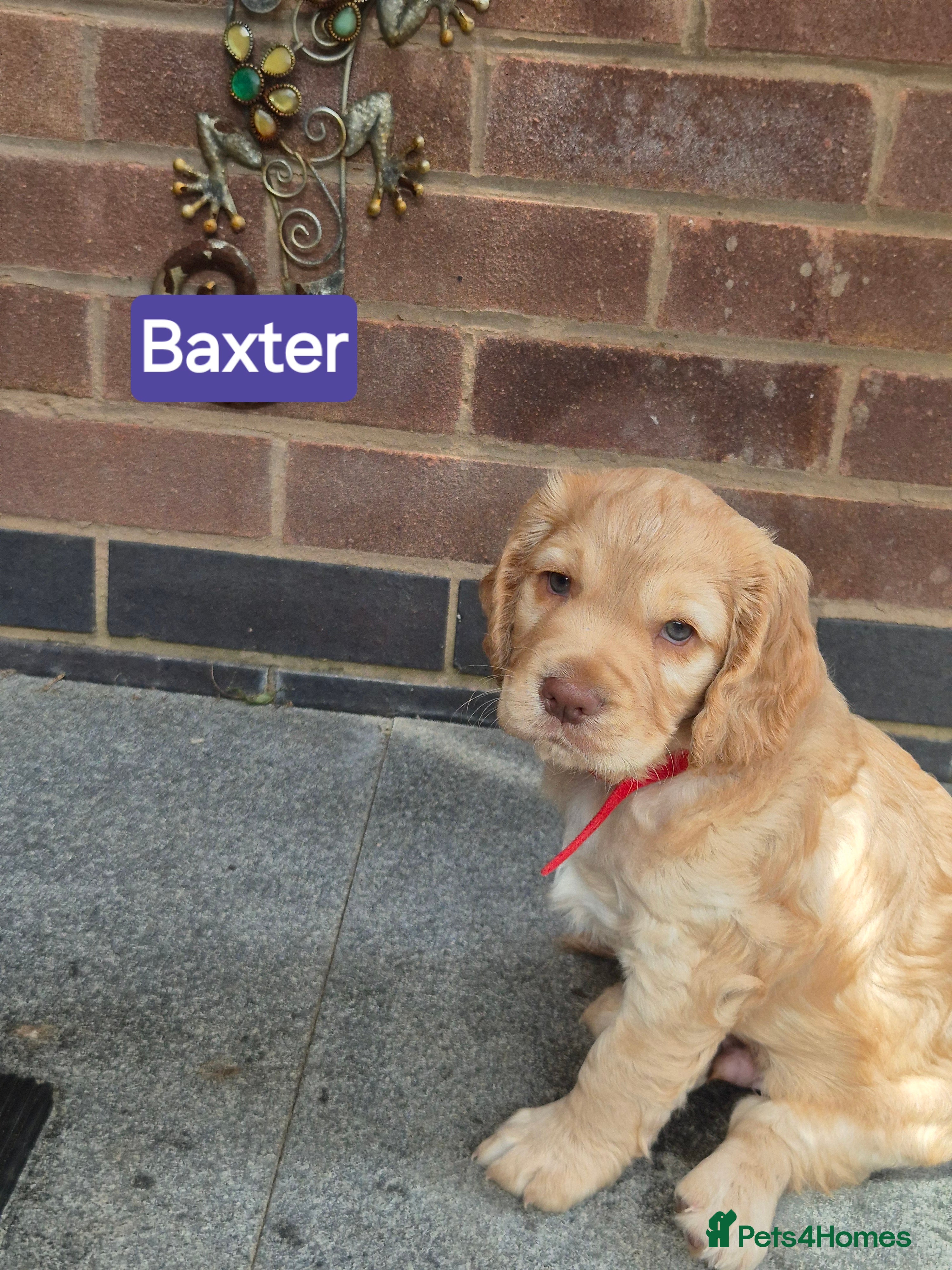 Cocker Spaniel dogs KC REGISTERED WORKING COCKER SPANIEL PUPPIES  - Advert 2