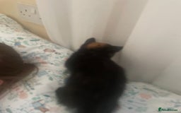 European cats for sale: Kittens for sale  - Image 13