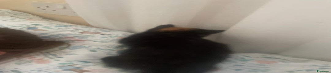 European Kitten 5