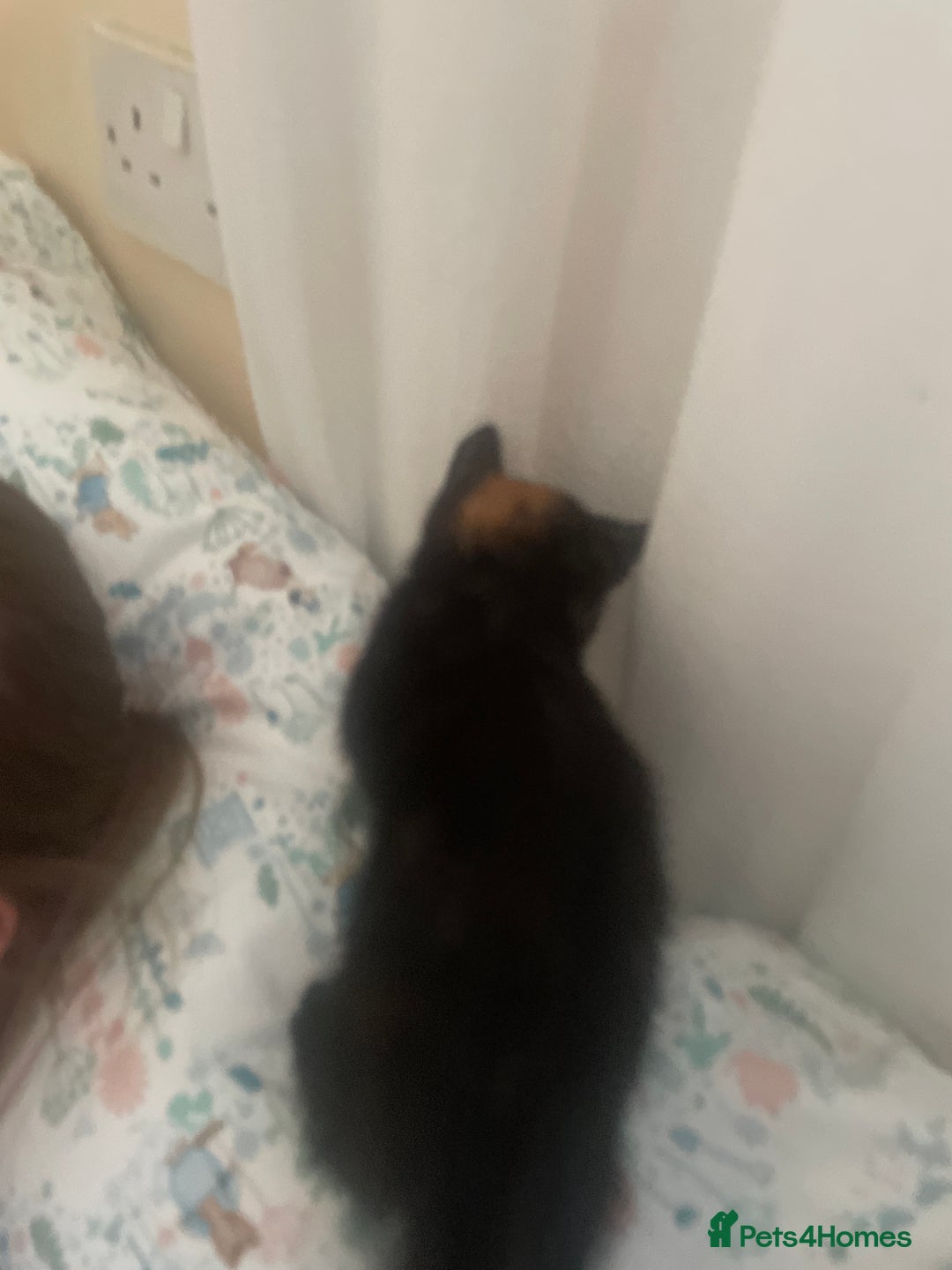 European cats for sale: Kittens for sale  - Image 13