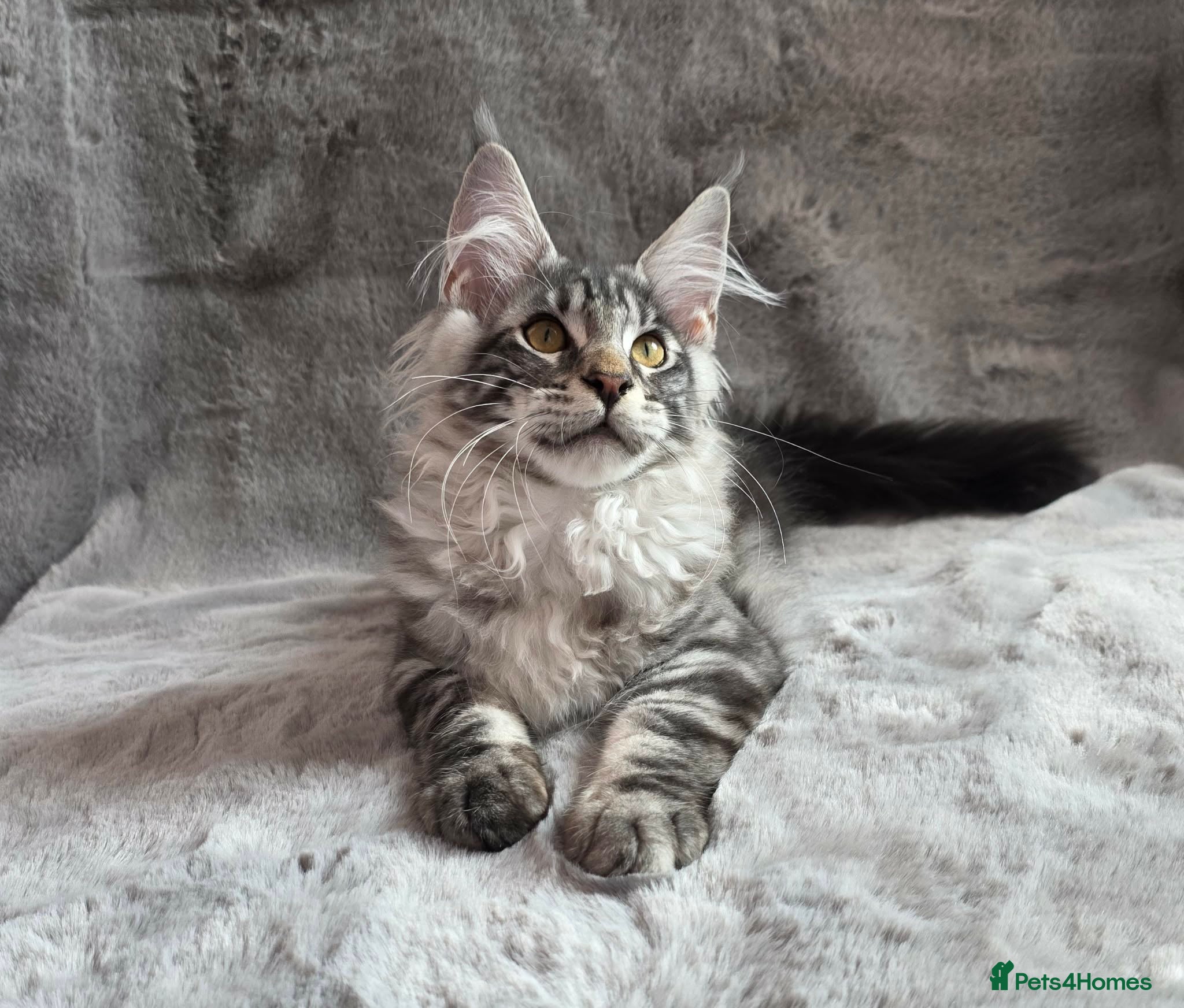 Maine Coon cats XL GCCF Registered Maine Coon Kittens - Advert 4