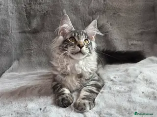 Maine Coon cats XL GCCF Registered Maine Coon Kittens - Advert 4