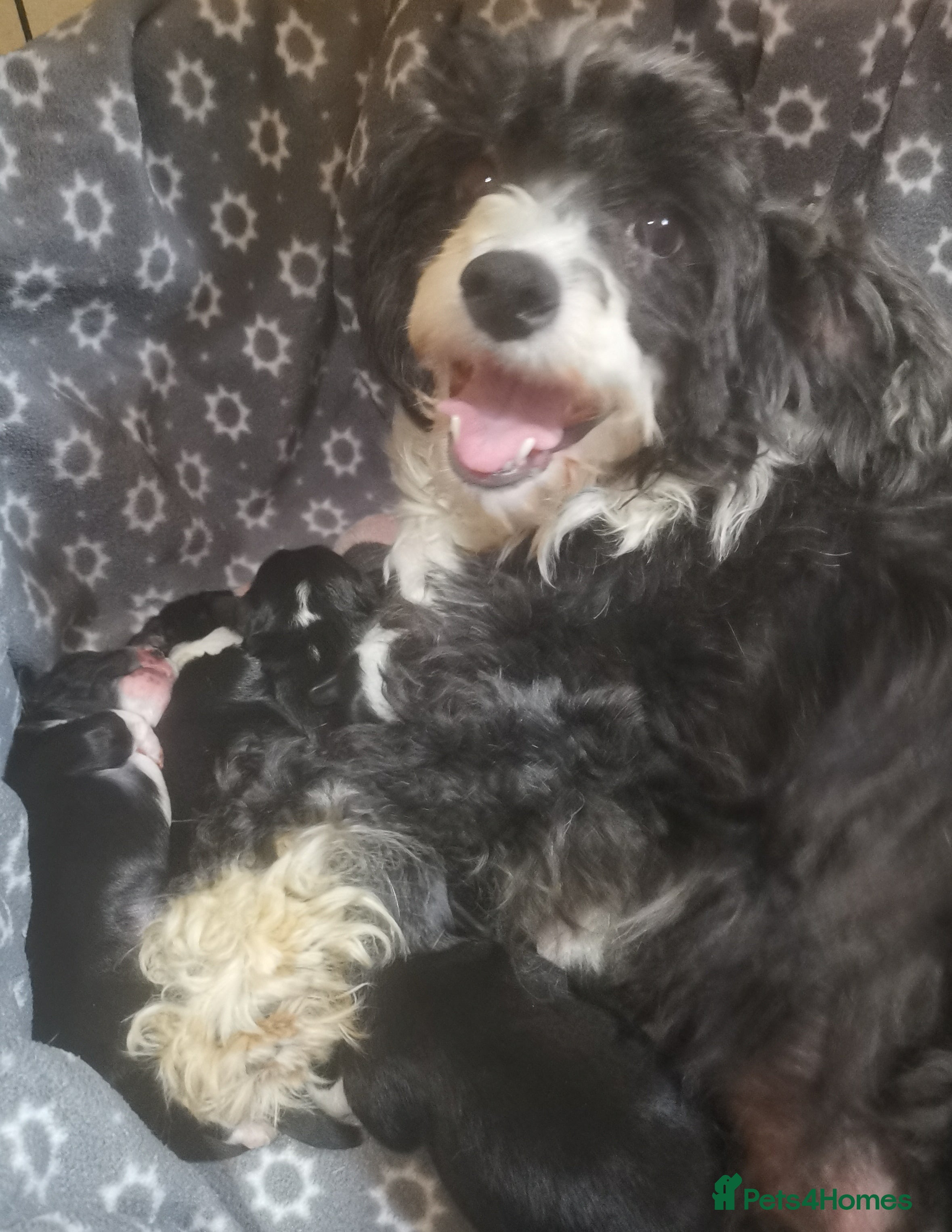 Chinese Crested dogs Chinese crested puppies for sale  - Advert 1