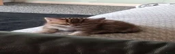 Mixed Breed cats for sale: 1 beautiful Male Tabby Kitten - Advert 5