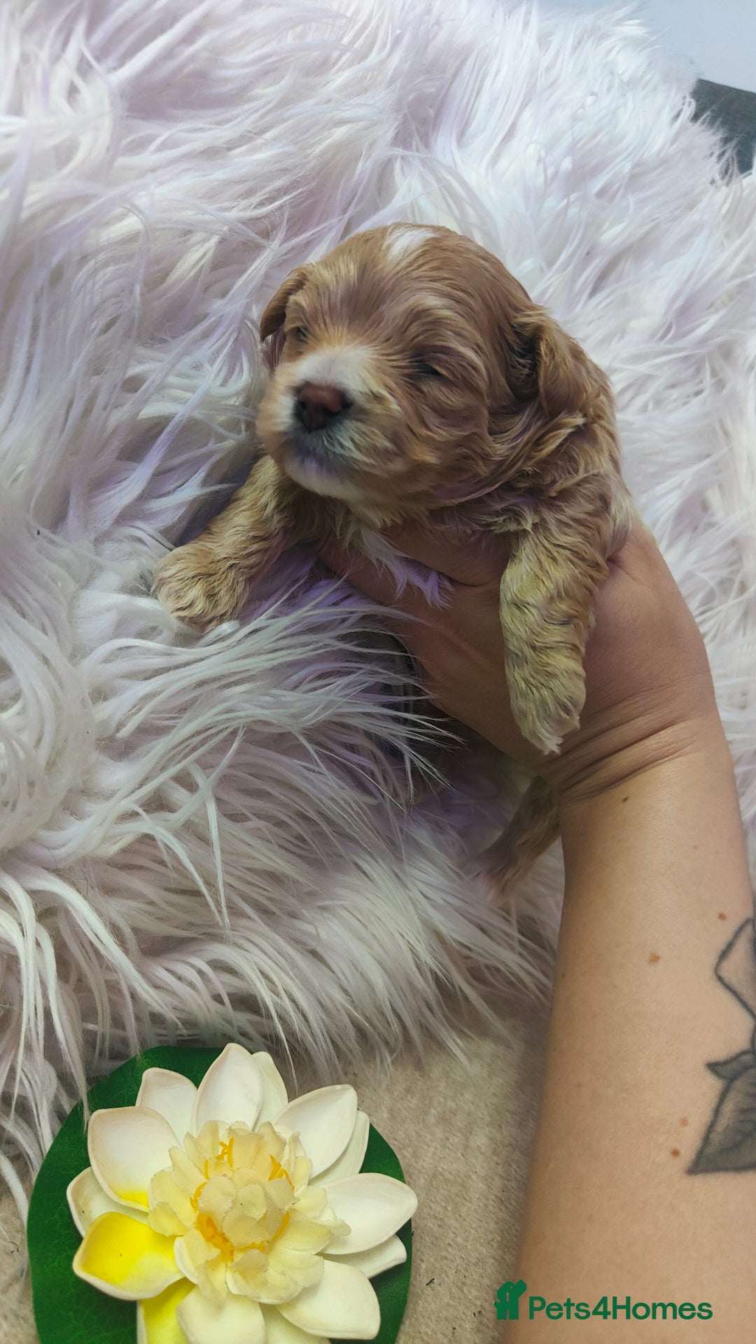 Maltipoo dogs for sale: F1 Tiny Maltipoo Puppies  - Advert 2