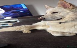 German Shepherd dogs for stud: White German Shepherd for stud - Image 4