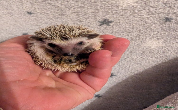 Pygmy Hedgehog rodents - Advert 1