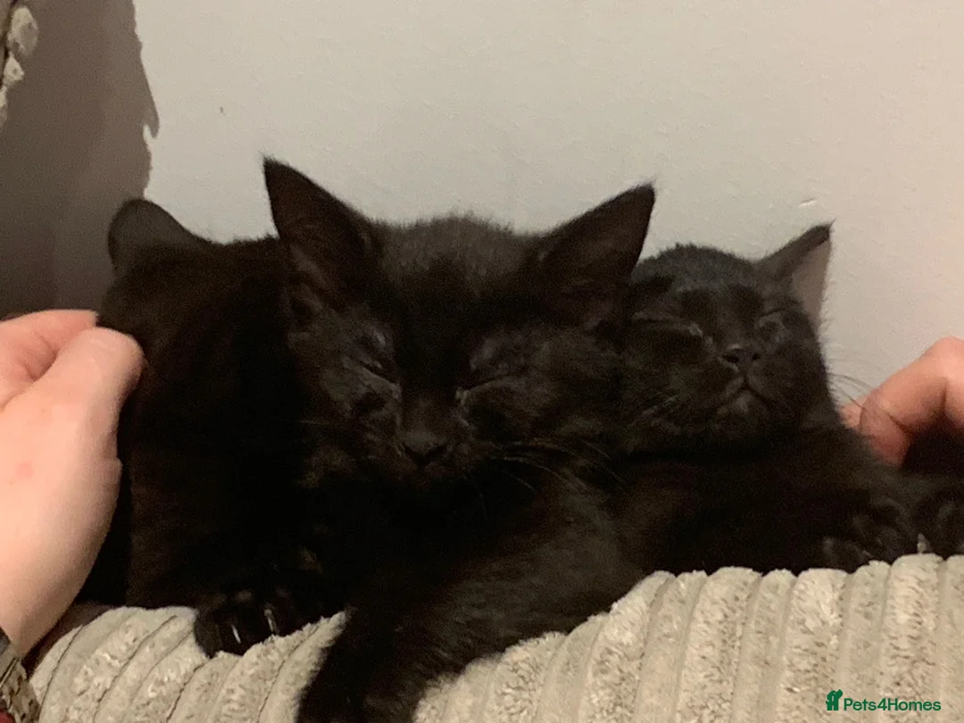 Mixed Breed cats for sale: cute mixed kittens  in London - Advert 2