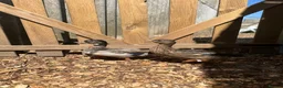 Ducks poultry for sale: Show quality Call ducks for sale  - Advert 4