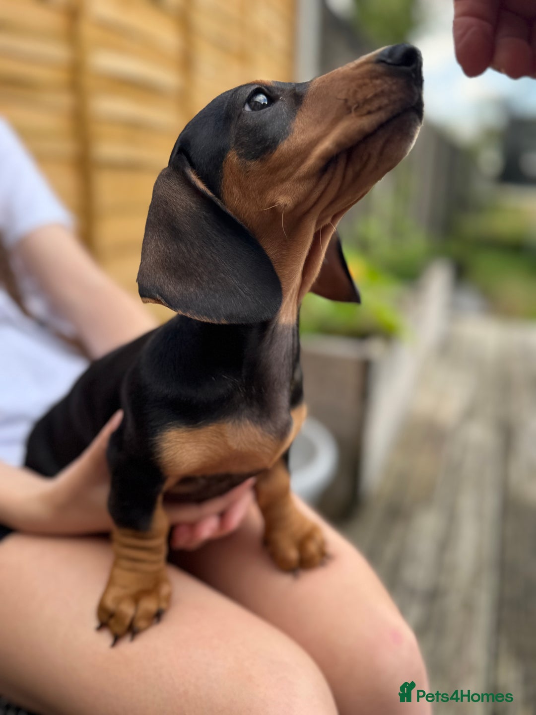 Miniature Dachshund dogs for sale: PreciousGem Mini Dachshund pups 2 boys left! in Horley - Image 4
