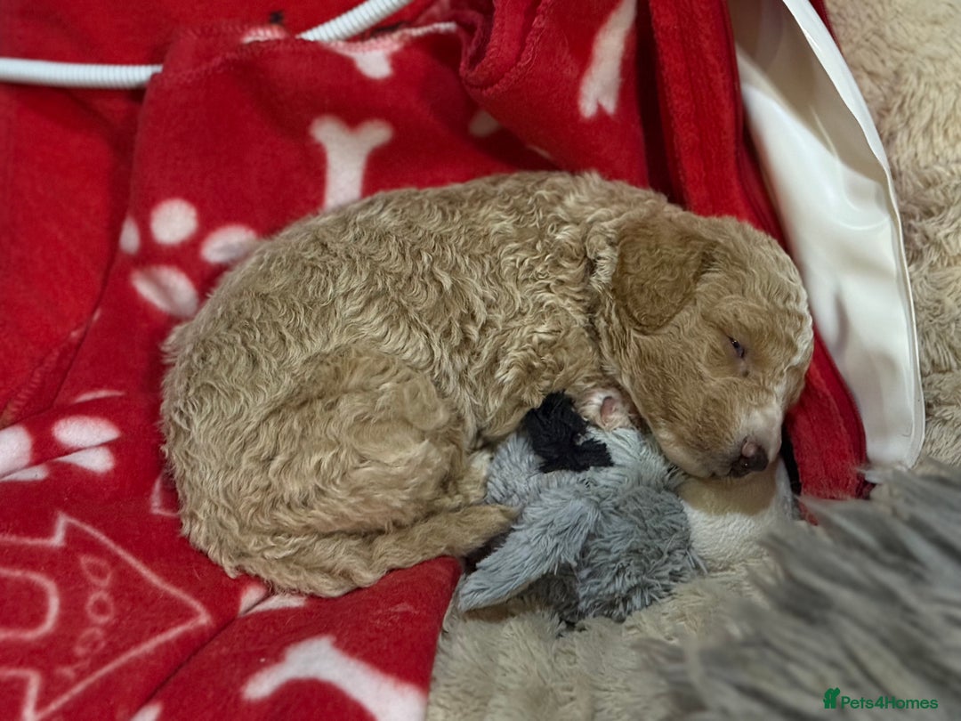 Australian Labradoodle dogs for sale: 5* health tested Australian labradoodles - Image 11