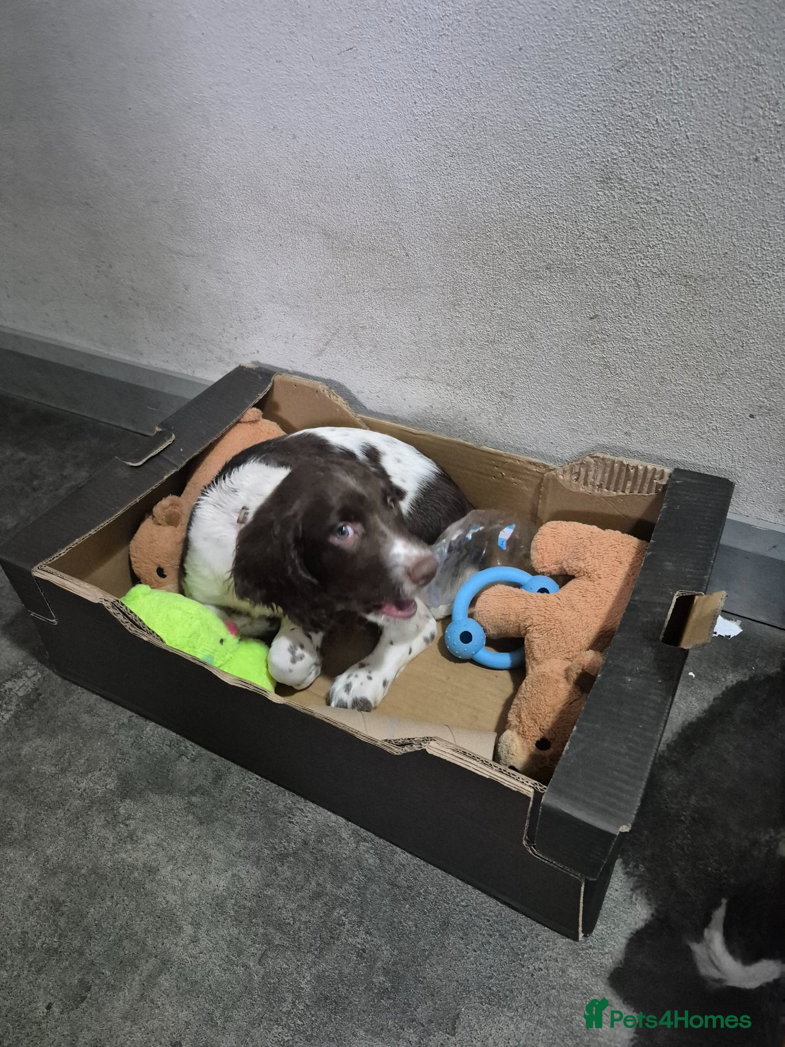 English Springer Spaniel dogs English Springer Spaniel Pups LAST 3 AVAILABLE - Advert 6