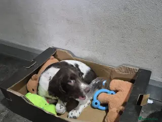 English Springer Spaniel dogs English Springer Spaniel Pups LAST 3 AVAILABLE - Advert 6