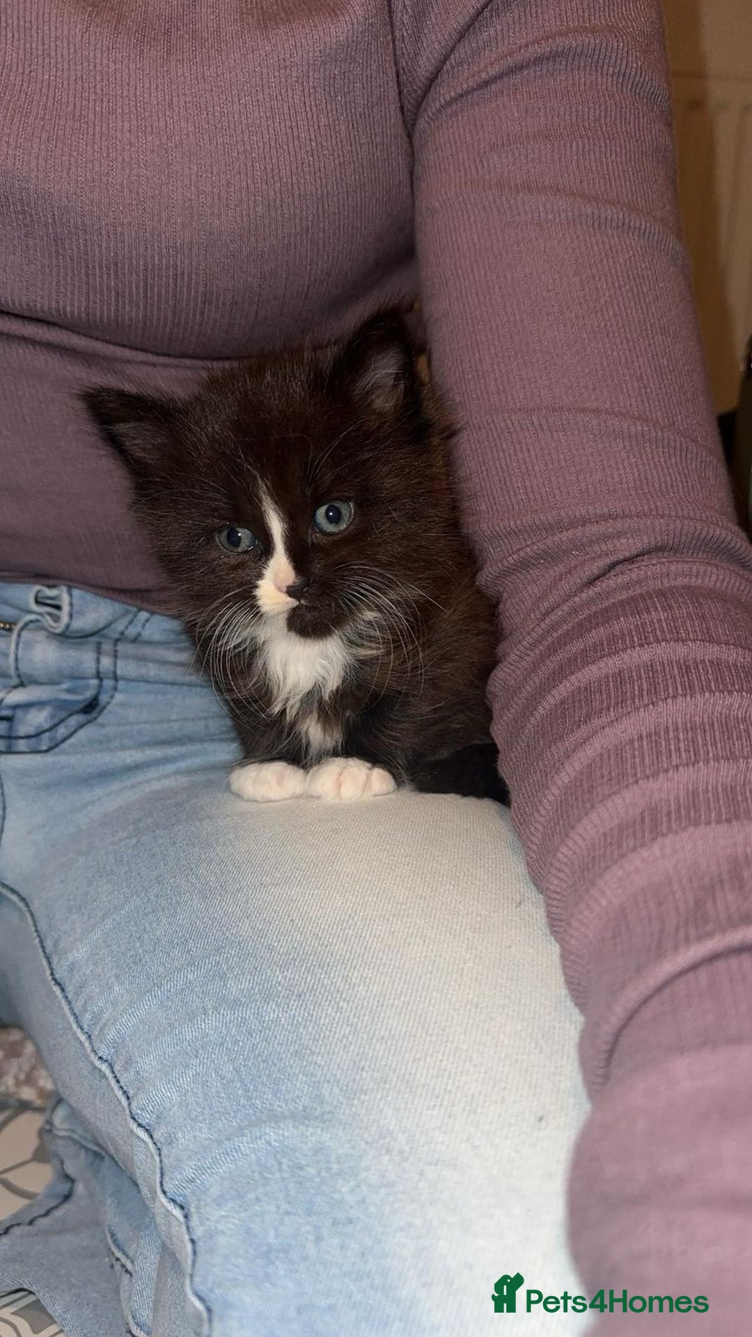 Maine Coon cats for sale: Beautiful Maine Coon cross kittens - Advert 14