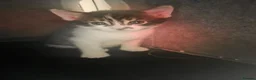 Bengal cats for sale: Bengal mixed  - Advert 10