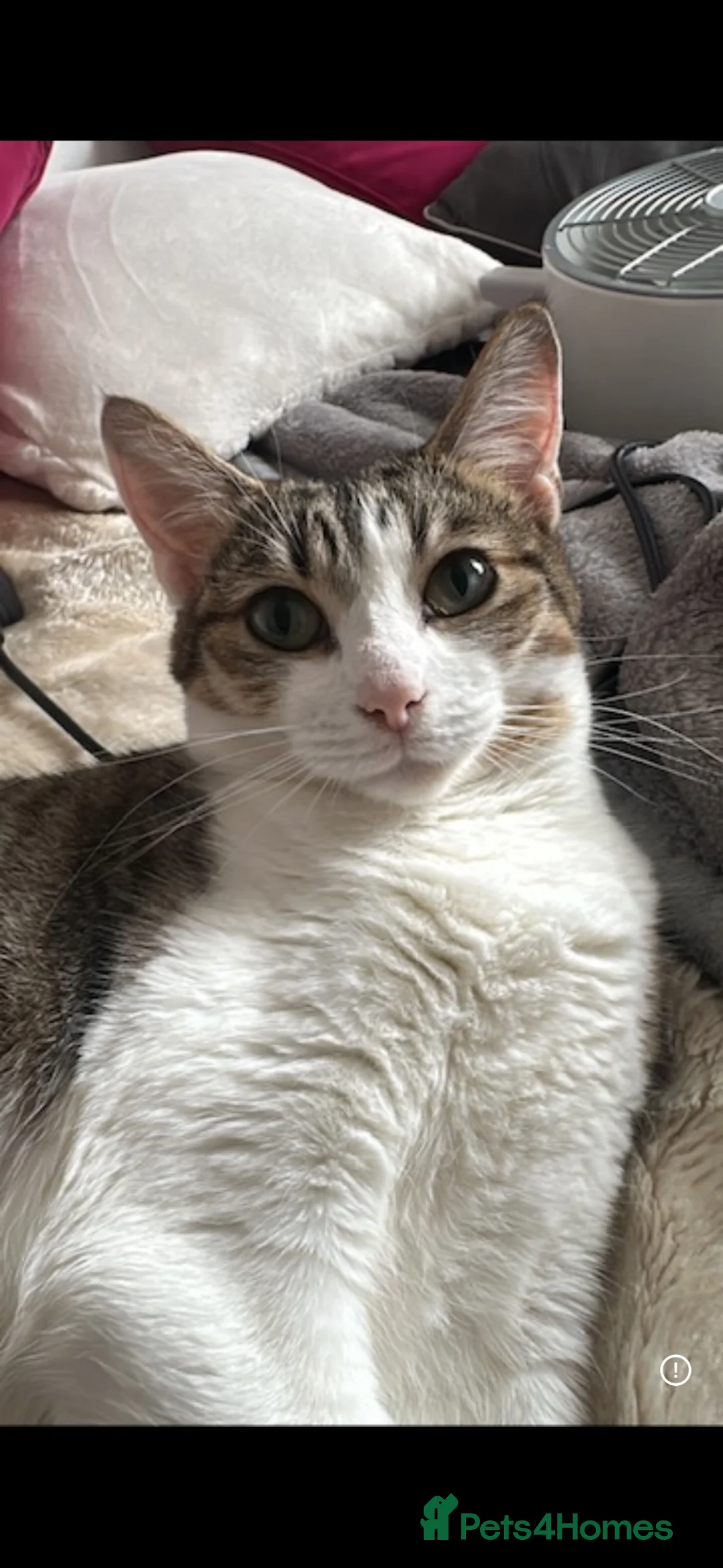 Mixed Breed cats for sale: Nova  in Gloucester - Advert 2