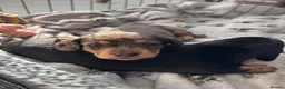 Miniature Dachshund dogs for sale: Beautiful Miniature dachshunds for sale  in Southampton - Advert 14