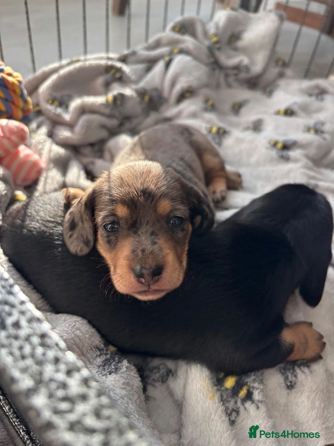 Miniature Dachshund dogs for sale: Beautiful Miniature dachshunds for sale  in Southampton - Advert 14