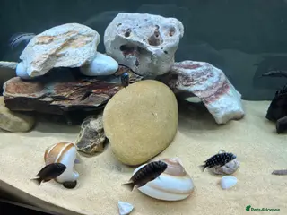 Cichlids fish 3 X Firecracker Tropheus - Lake Tanganyika - Advert 17