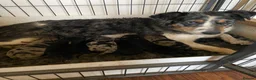 Mixed Breed dogs for sale: GSD x Collie,big and chunky Farm bred pups. - Advert 8