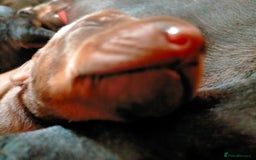 Dobermann dogs for sale: Dobermann puppies - Image 15