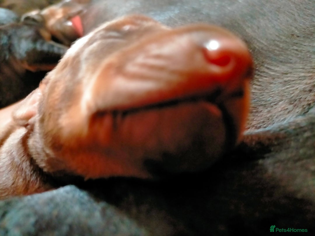 Dobermann dogs for sale: Dobermann puppies - Image 15