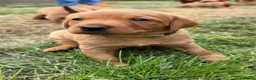 Labrador Retriever dogs for sale: KC Registered Fox Red Working Labrador Puppies in Huddersfield - Advert 11