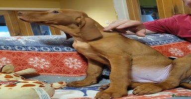 Hungarian Vizsla dogs - Advert 13