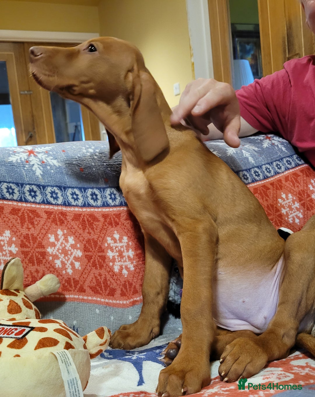 Hungarian Vizsla dogs for sale: Exceptional Vizsla Puppies - 5* Licenced Breeder  - Image 3