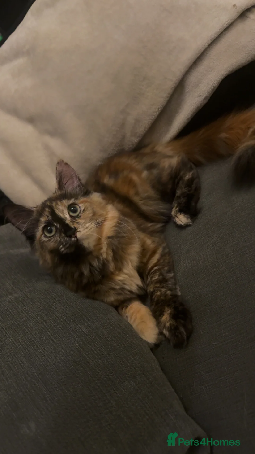 Mixed Breed cats for sale: Playful 10month old cat - Advert 2