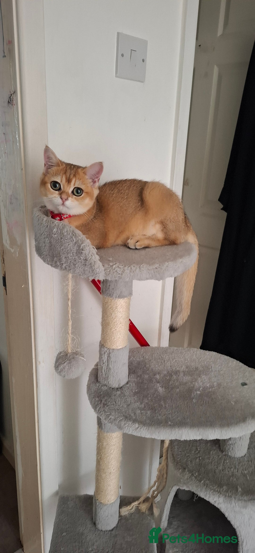 British Shorthair cats for sale: Golden british short hair  - Image 6