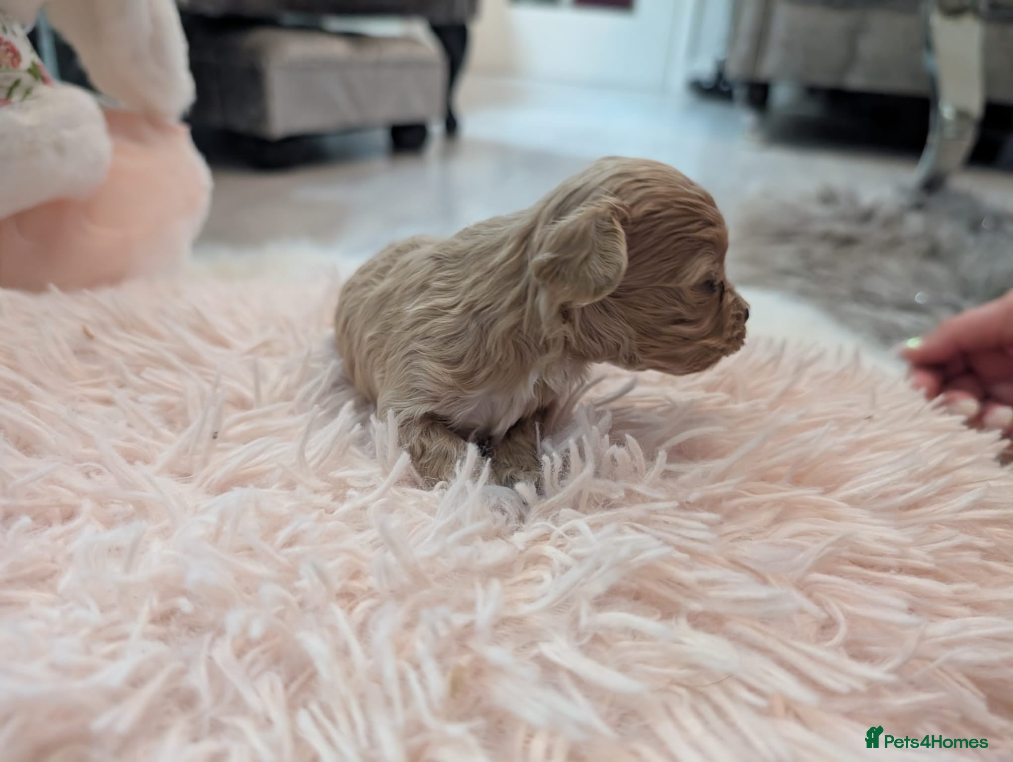 Maltipoo dogs Maltipoo puppies  - Advert 18