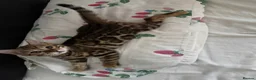 Bengal cats for sale: cutest bengal boy - Advert 4