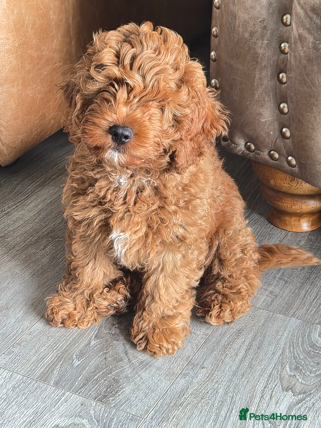 Cavapoo dogs for sale: Adorable Red F1B Cavapoo Puppies - Advert 2