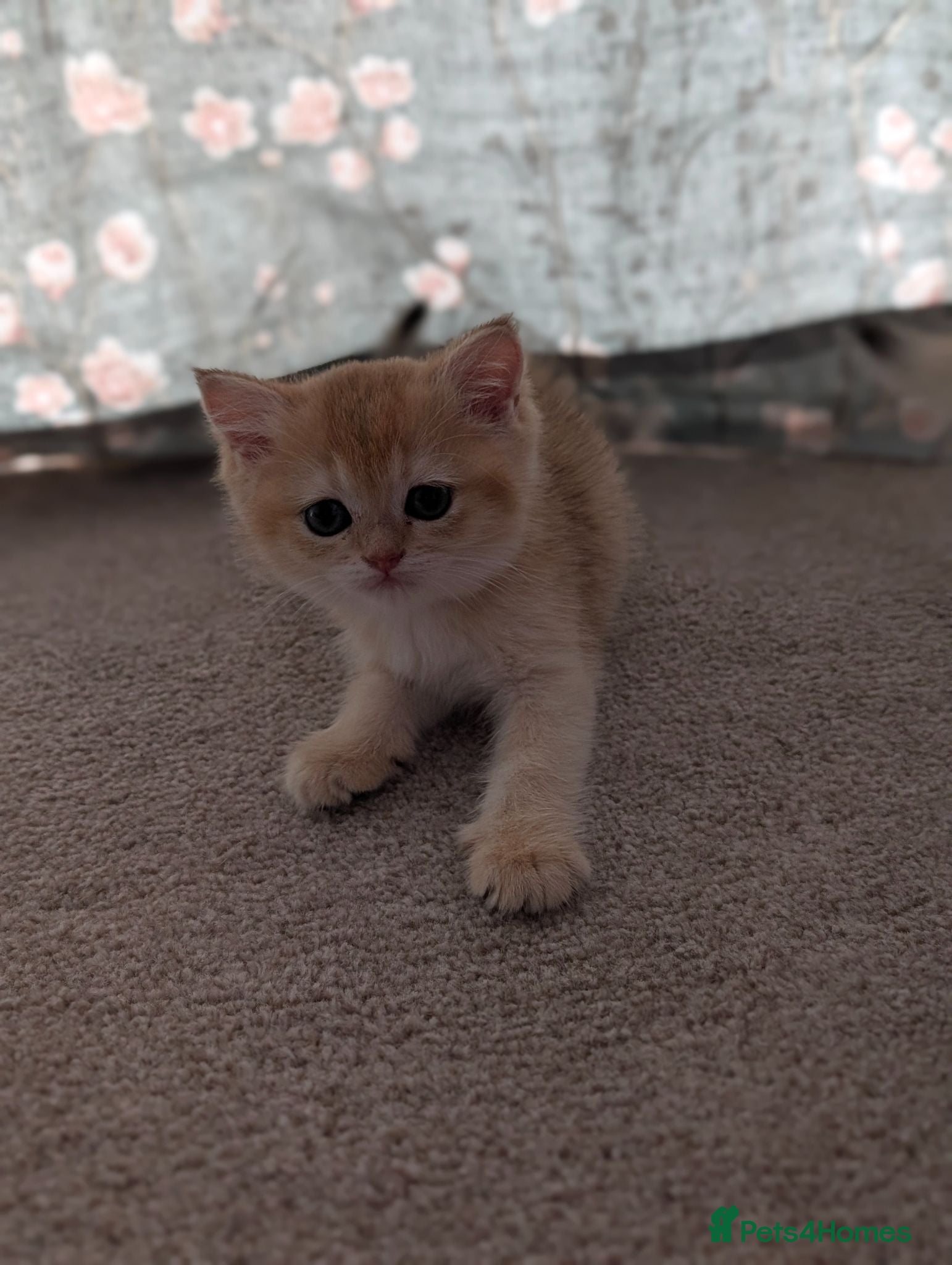 British Shorthair cats Ready-Registered Golden Shaded British Shorthairs  - Advert 2
