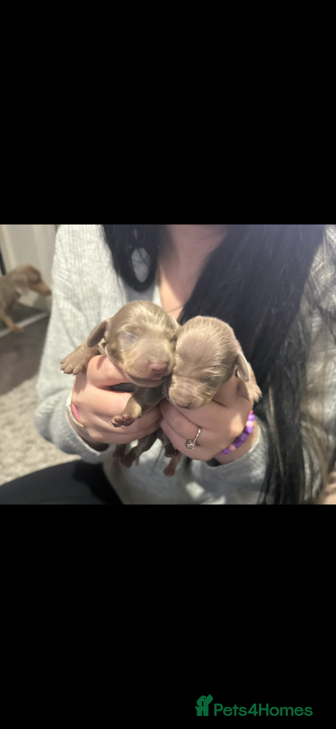 Miniature Dachshund dogs for sale: Miniature dachshunds - Image 1