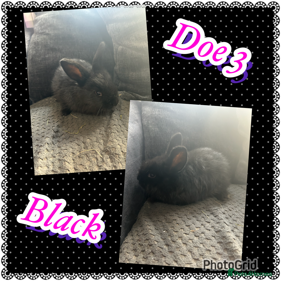 Continental Giant rabbits for sale: Baby continental giant to reserve  - Advert 5