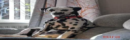 Dalmatian dogs for sale: KC Registered Dalmatian Pups Due 18th March - Advert 14