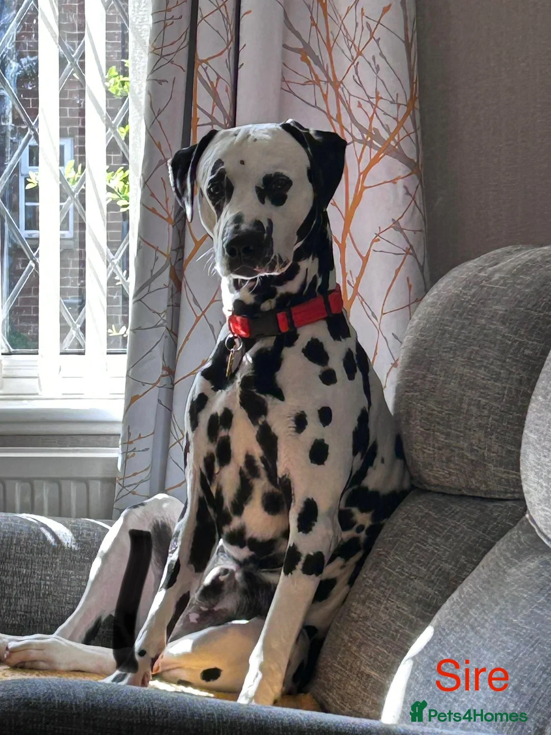 Dalmatian dogs for sale: KC Registered Dalmatian Pups Due 18th March - Advert 14