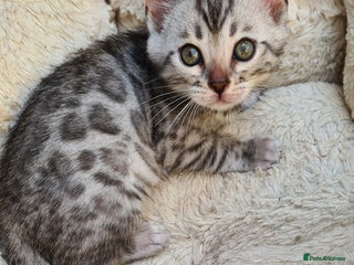 Bengal cats - Advert 4