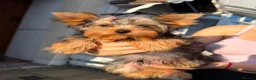 Yorkshire Terrier dogs for sale: 🐾Beautiful Yorkshire Terrier Puppies-Boy & Girl🐾 - Advert 3